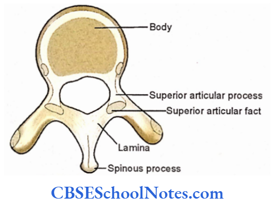 Human Osteology Introduction The spinous process of vertebra