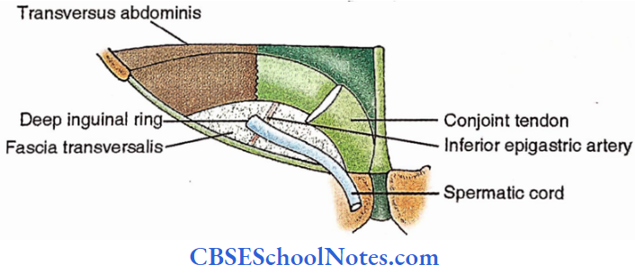 Inguinal Canal Reconstructive Anatomy Of The Inguinal Canal Transversus Abdomins