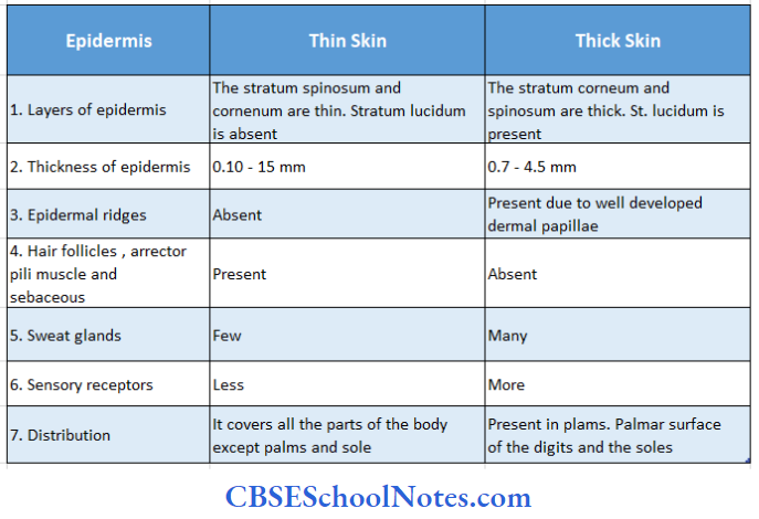 Integumentary System Difference Between Thin Skin And Thick Skin