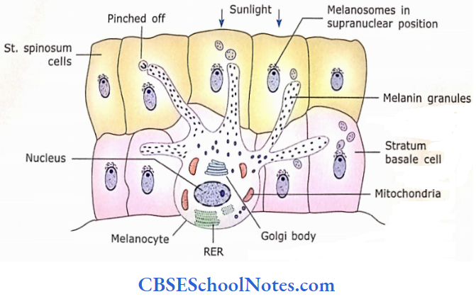 Integumentary System Melanocyte Is Located Along The Cells Of Strarum Basale