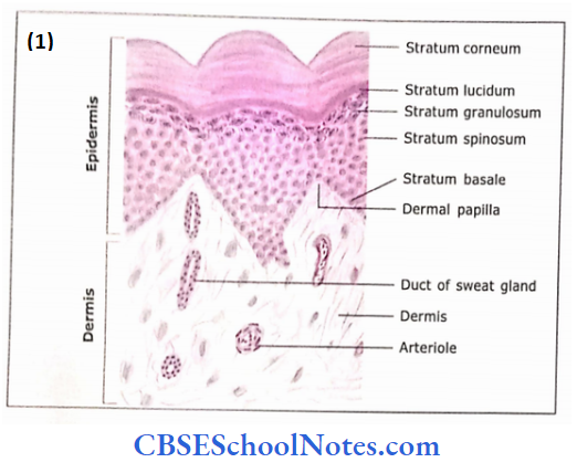 Integumentary System Microscopic Structure Of Skin Of Thick Skin