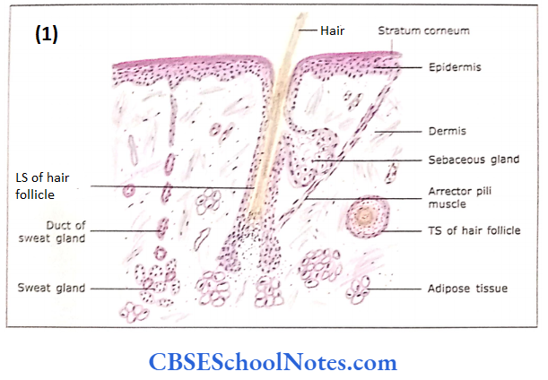 Integumentary System Microscopic Structure Of Skin Of Thin Skin