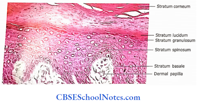Integumentary System Photomicrograph Of Thick Skin Layer Of Epidermis