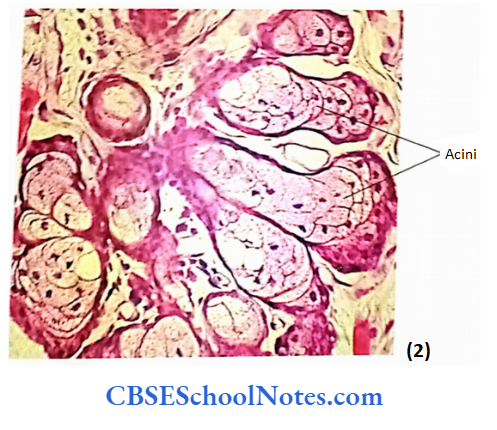 Integumentary System Structure Of Sebaceous Gland Showing Branched Acini