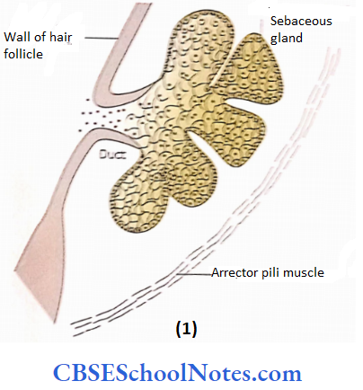 Integumentary System Structure Of Sebaceous Gland