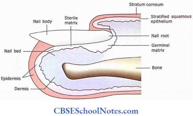 Integumentary System The Longitudinal Section Of A Nail