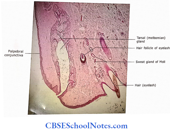 Integumentary System Vertical Section Of Eyelid Showing Meibomian Gland