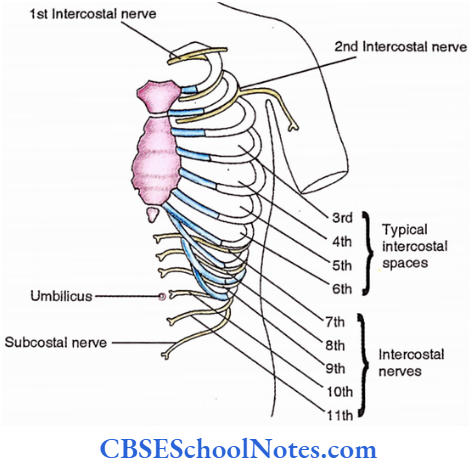 Intercostal Nerves Atypical Intercostal Nerves