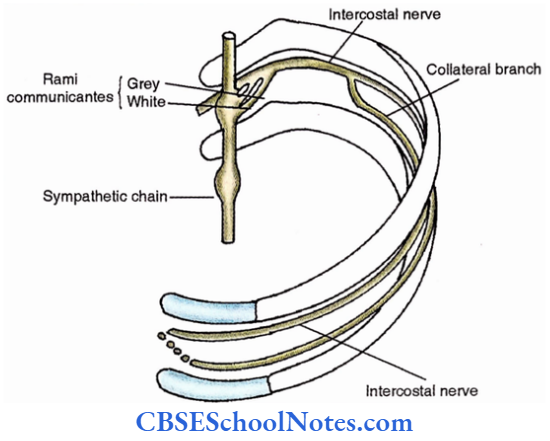 Intercostal Nerves Course Of The Collateral Branch Of The A Typical Nerve