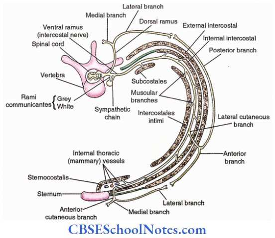 Intercostal Nerves Typical Intercostal Nerve