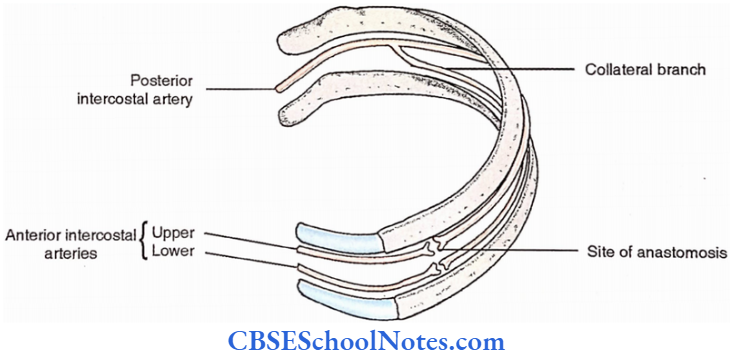 Intercostal Vessels Anastomosis Between Anterior And Posterior Intercostal Arteries