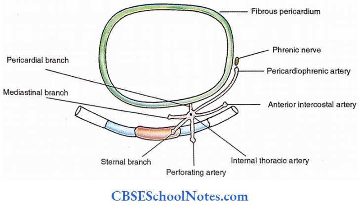 Internal Thoracic (Mammary) Vessels Branches Of The Internal Thoracic Artery