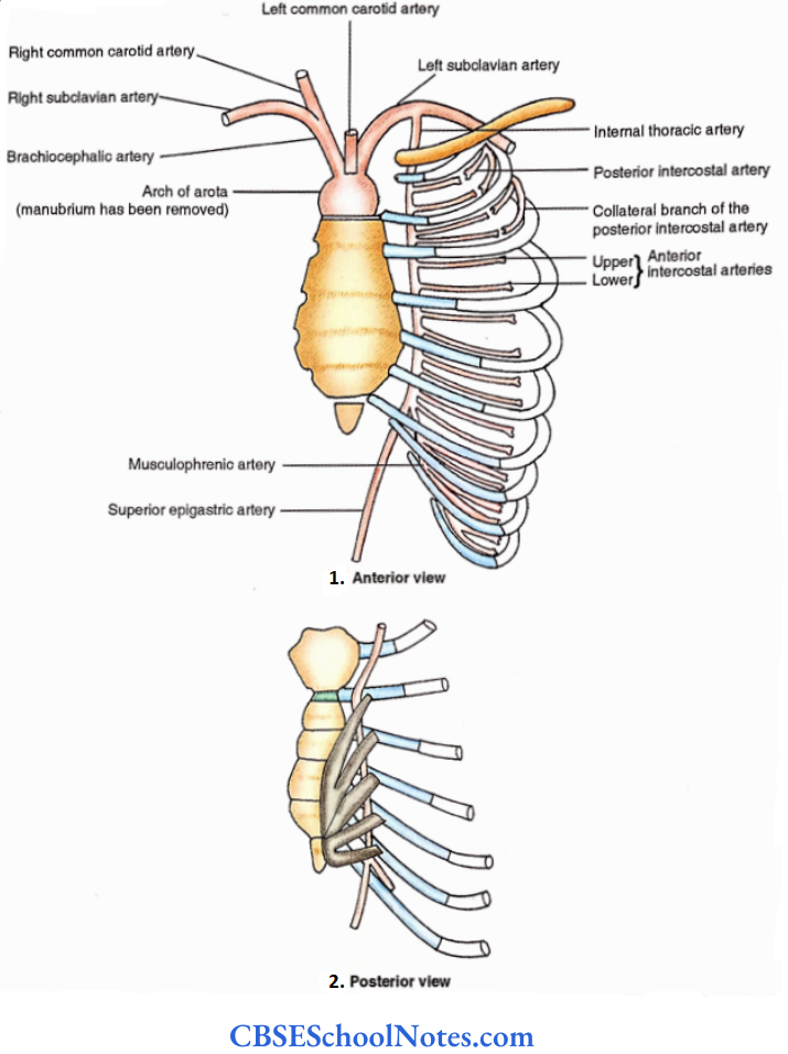 Internal Thoracic (Mammary) Vessels Intercostal Nerves Internal Thoracic (Mammary) Artery
