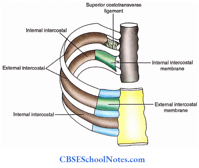 Intrinsic Muscles Of Thoracic Wall Extent Of External And Internal Intercostal Muscles