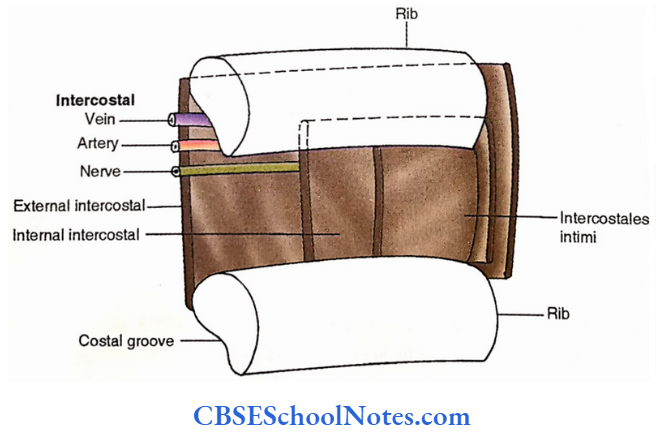 Intrinsic Muscles Of Thoracic Wall Intrinsic Muscles And Neurovascular Bundle Of The Thoracic Wall