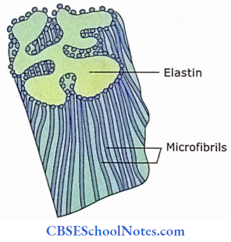 Introduction To Connective Tissue Components Elastic Fiber The Amorphous Elastin Core Is Surrounded By Microfibrils