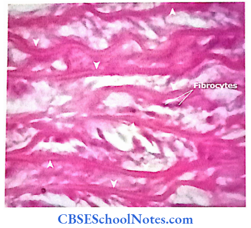 Introduction To Connective Tissue Components Elastic Lamellae In Large Size Artery (Arrow Head)