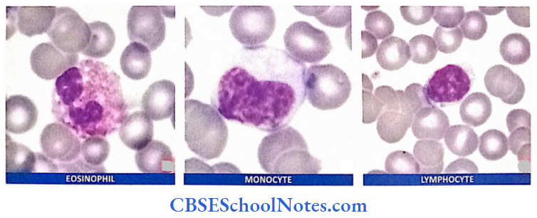 Introduction To Connective Tissue Components Eosinophils, Lymphocytes, Monocytes Are Blood Cells
