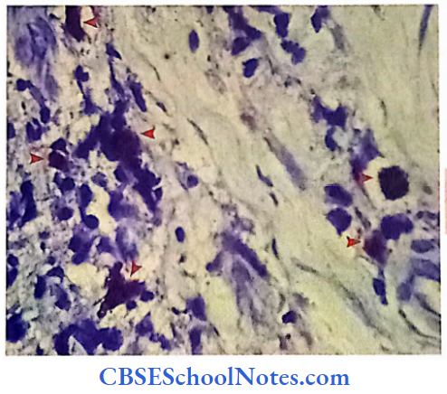 Introduction To Connective Tissue Components Mast Cells