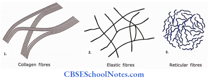 Introduction To Connective Tissue Components Three Different Types Of Connective Tissue Fibers