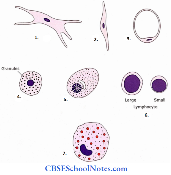 Introduction To Connective Tissue Components Types Of Connective Tissue Cells