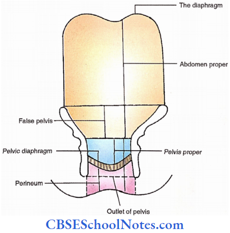 Introduction To Plevis Subdivisions Of Abdomen And Pelvis