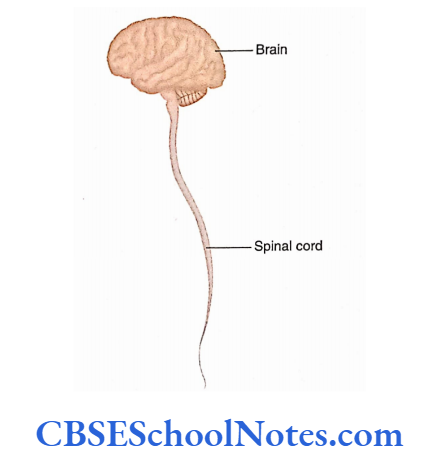 Introduction To The Nervous System Brain And Spinal Cord, As Seen From The Lateral Aspect