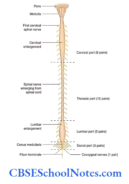 Introduction To The Nervous System Spinal Cord With The Spinal Nerves Attached