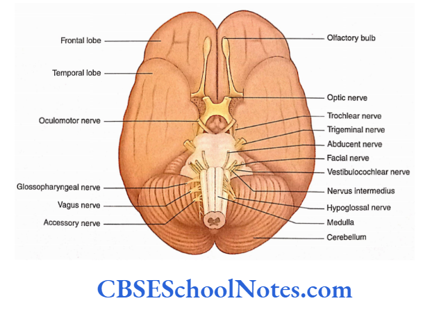 Introduction To The Nervous System Ventral Aspect Of The Brain Ahowing The Attachment Of 12 Pairs Of Cranial Nervers