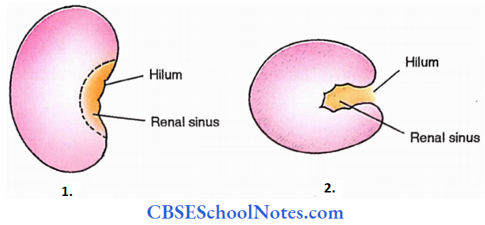 Kidney Hilum And Renal Sinus Of Kidney Anterior And Cross Sectional Views