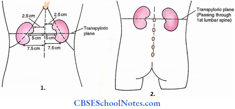 Kidney Surface Marking Of Kidney Anterior And Posterior Surfaces Of Bodies