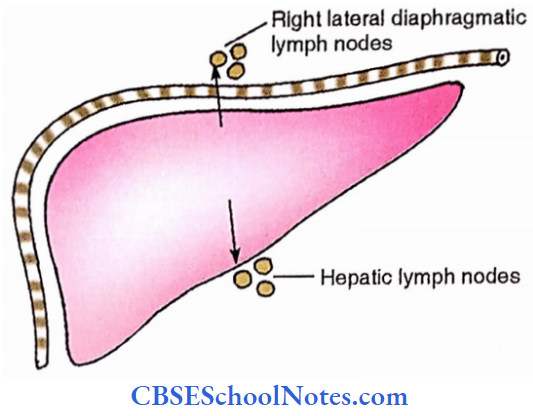 Large Intestine Lymphatic Drainage Of Liver