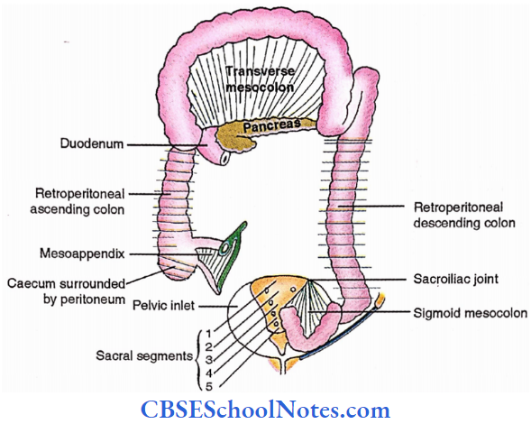 Large Intestine Peritoneal Relations Of Large Intestine