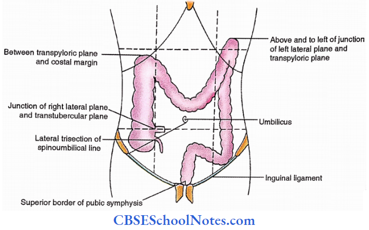 Large Intestine Surface Marking Of Large Intestine