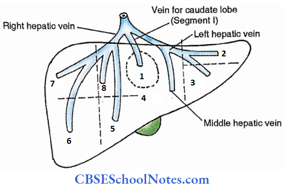 Large Intestine Surgical Divisions Of Liver Into 8 Segments (1 to 8) Depending Upon The Drainage By The Hepatic Veins