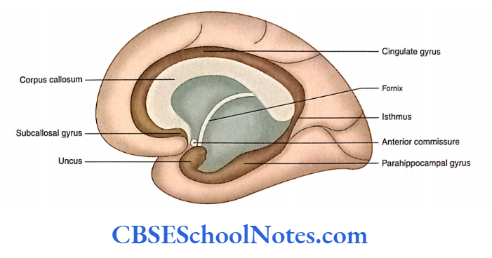 Limbic System Midsagittal section of the brain showing the location of the limbic lobe