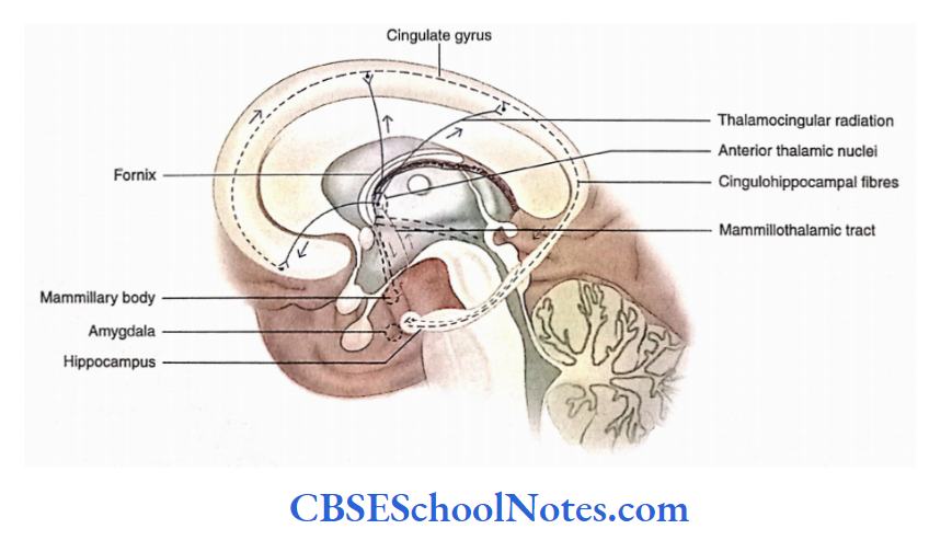 Limbic System Papez circuit, consisting of hippocampus