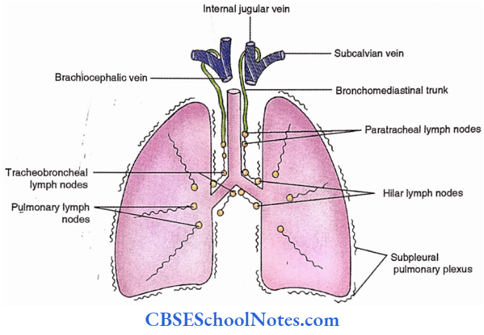 Lungs Lymphatic Drainage Of The Lung