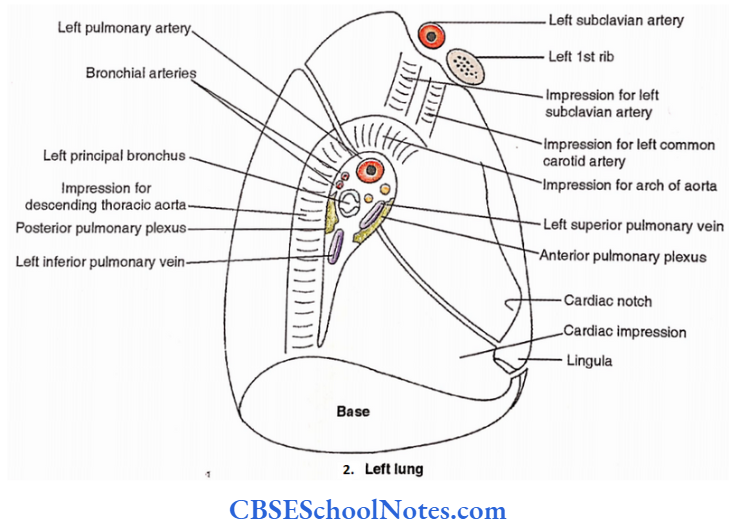 Lungs Medial Relations Of Lung Left Lung