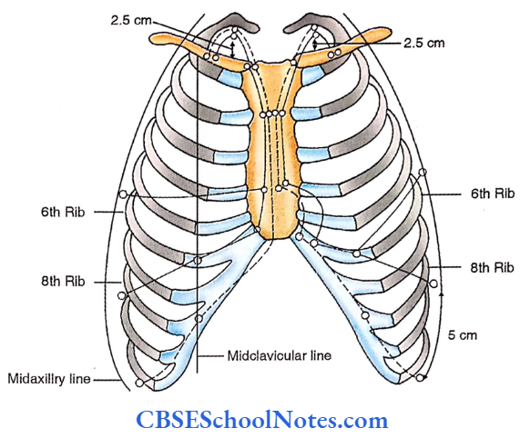 Lungs Surface Making Of Lung And The Pleural Reflection Anterior View
