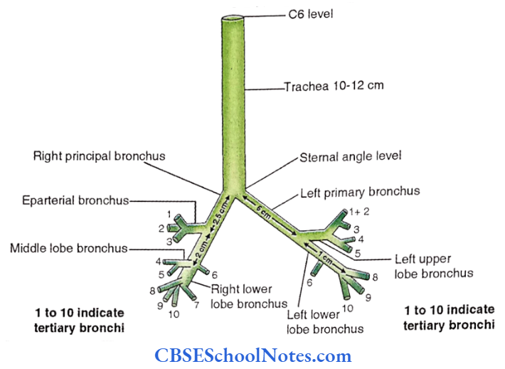 Lungs Tracheobroncheal Tree From Trachea To Tertiary Bronchi