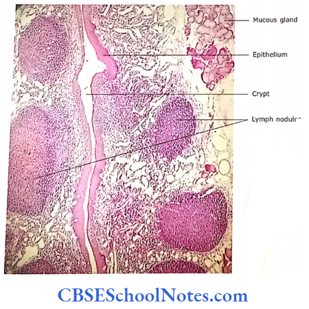Lymphatic System Crypt Of The Tonsil