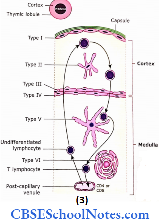 Lymphatic System Elements Of Thymus Eptheliorecticular Cells In Cortex And Medulla Of Thymus