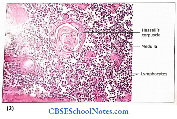 Lymphatic System Hassalls Corpuscles In Thymus Gland