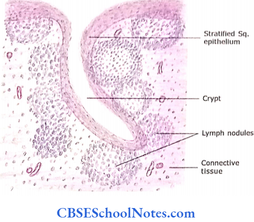 Lymphatic System Palatine Tonsil