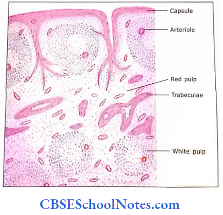 Lymphatic System Spleen Showing Capsule Trabeculae And Red pulp And White pulp