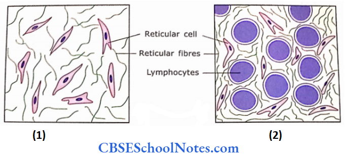 Lymphatic System The Reticular Cell And Reticular Fibre