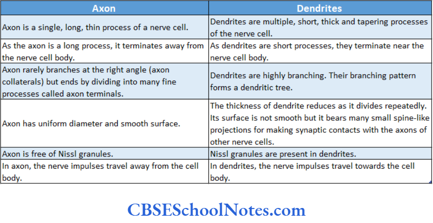 Nervous Tissue Difference Between Axons And Dendriries