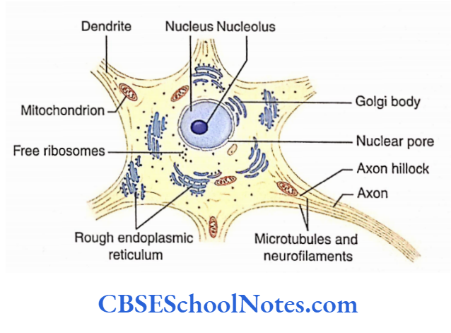 Nervous Tissue Semielectron Microsopic Veiw Of A Neuron