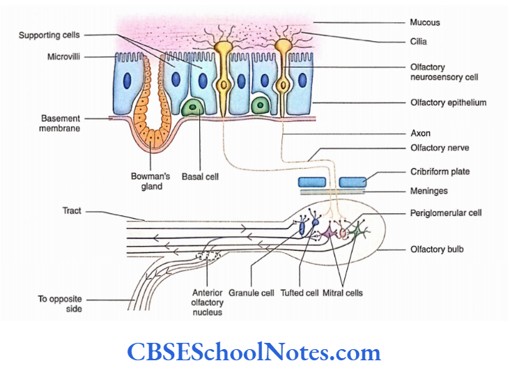 Olfactory system Structures in the olfactory pathway